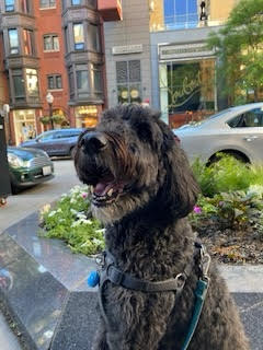 Jannea's dog, Rufus